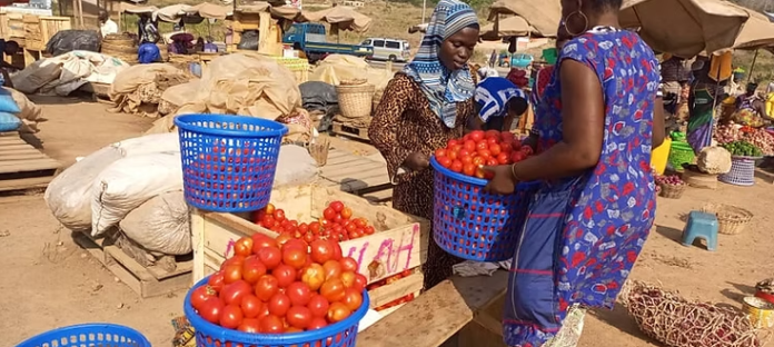 tomatoes